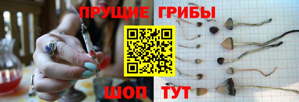 Галлюциногенные грибы MAGIC MUSHROOMS  Вход с VPN  Аша  купить наркоту  Псилоцибиновые грибы Psilocybe 